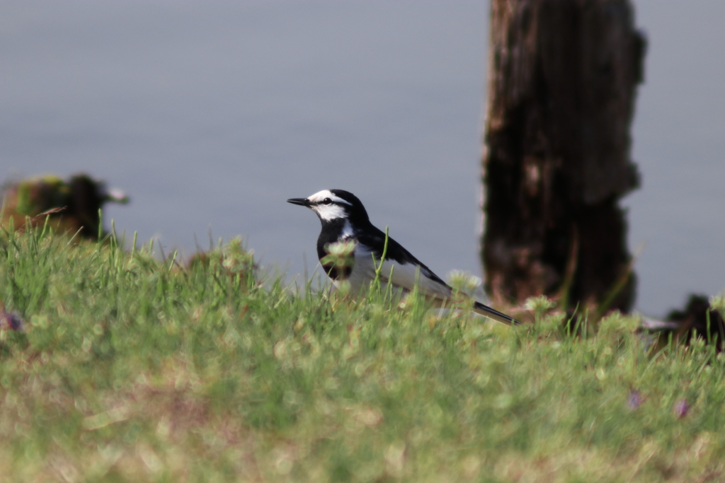 ハクセキレイさん。Jintu 420-800mm F8.3-16で撮影