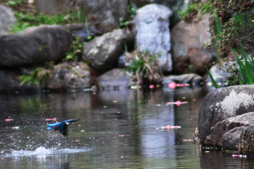 カワセミ飛び込みに挑戦。Jintu 420-800mm F8.3-16で撮影