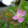 FinePix F10