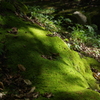 苔むす秋