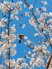 ヒヨドリと桜