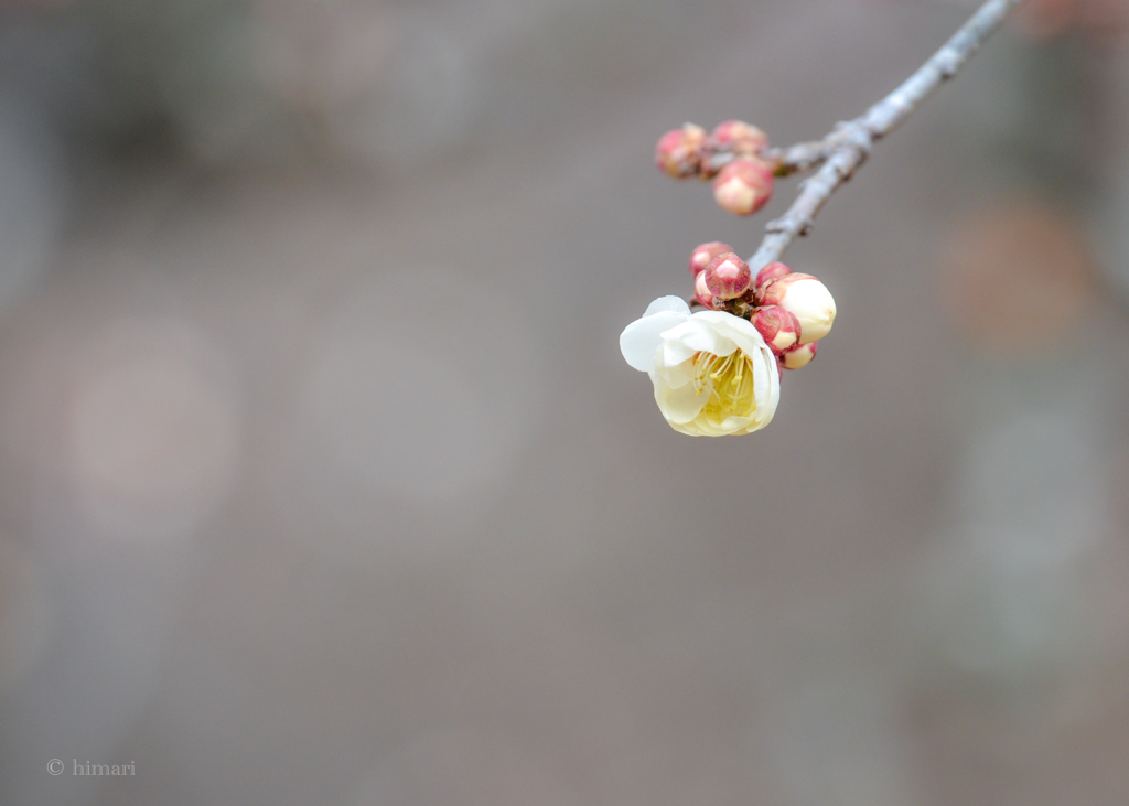 初花