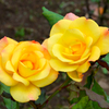 秋薔薇
