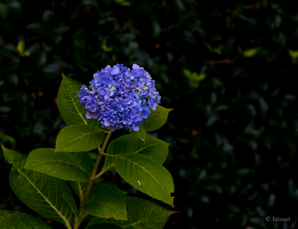 季節はずれの紫陽花