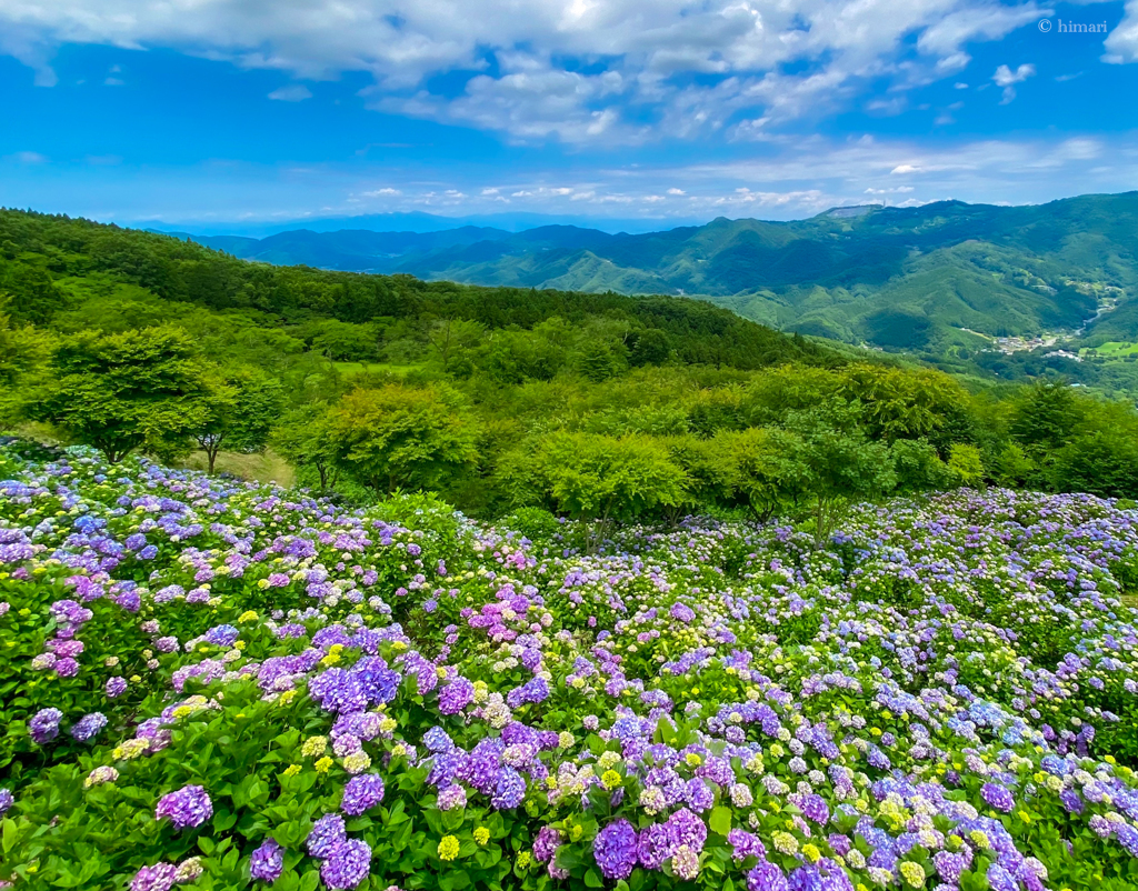 紫陽花
