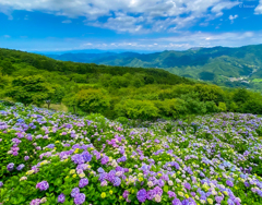 紫陽花