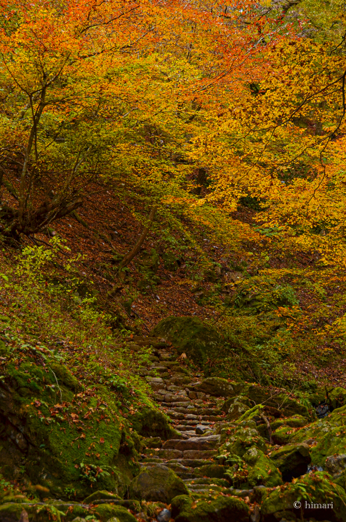 ロックガーデンの紅葉