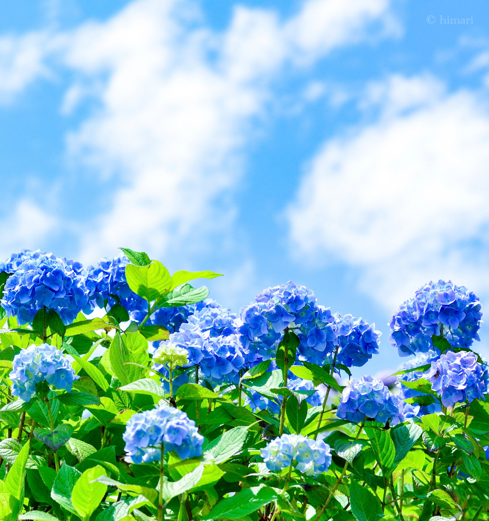 紫陽花