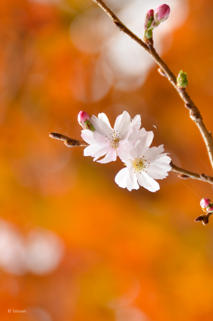 冬桜と紅葉