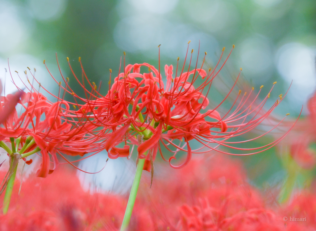 彼岸花