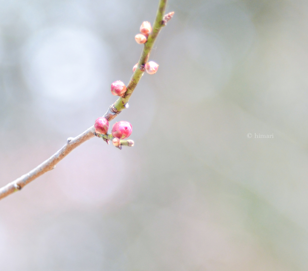 八重寒紅の蕾