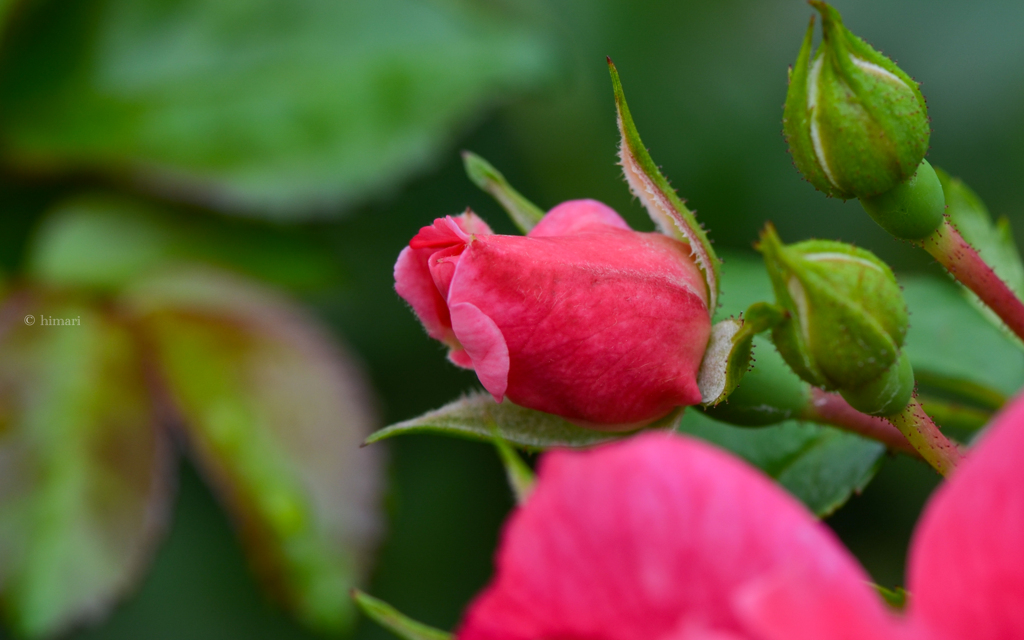 秋薔薇