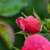 秋薔薇