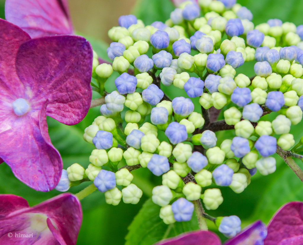 紫陽花