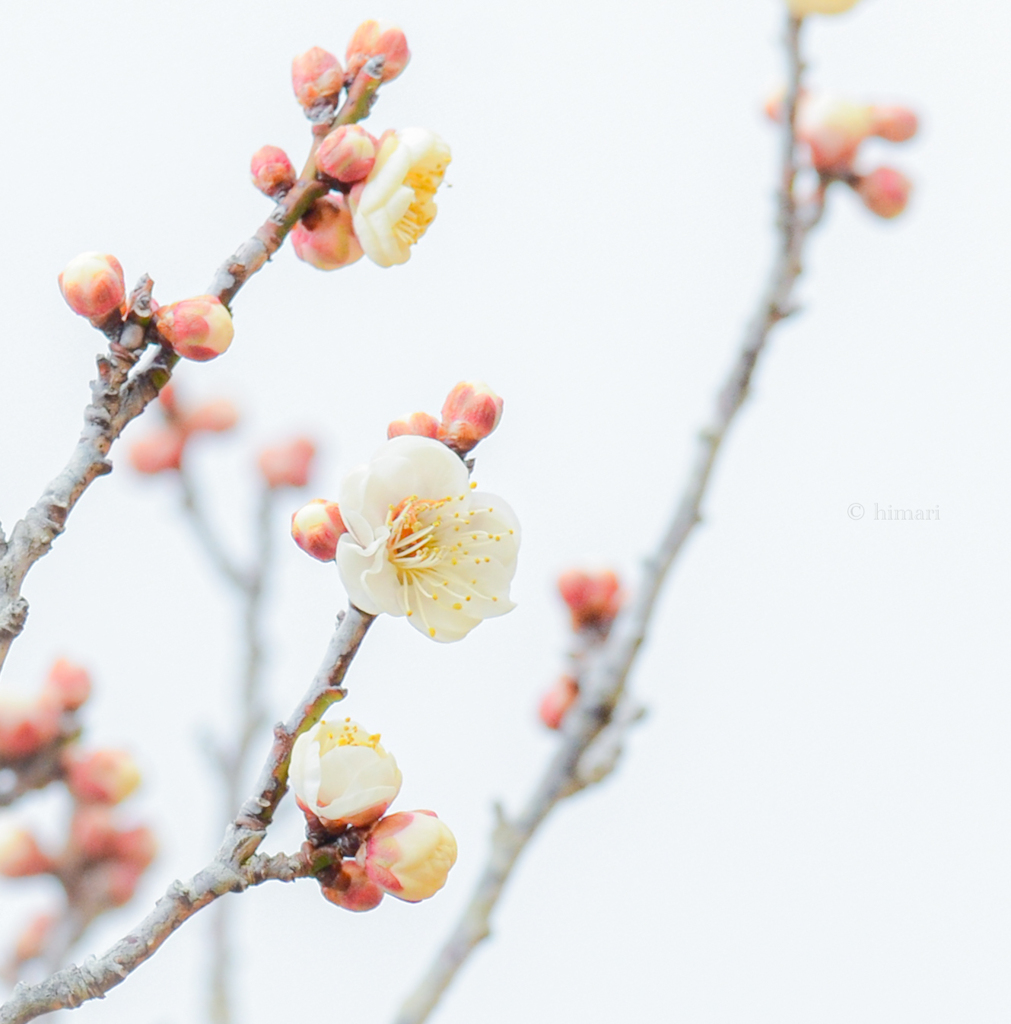 初花
