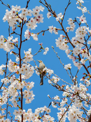 ヒヨドリと桜