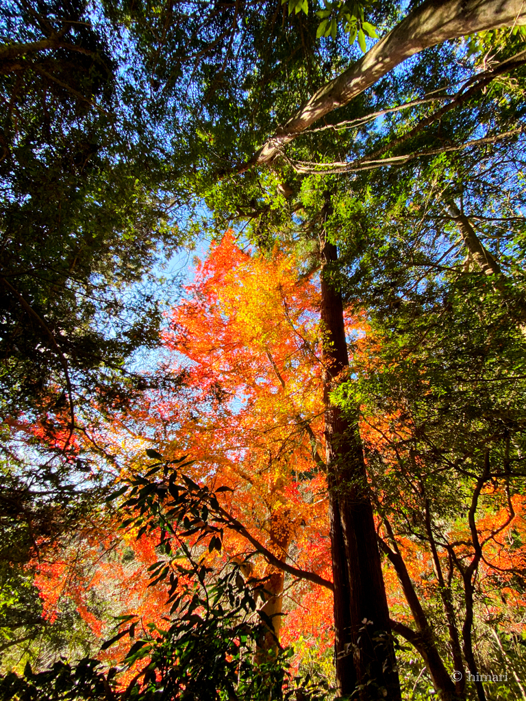 高尾山の紅葉