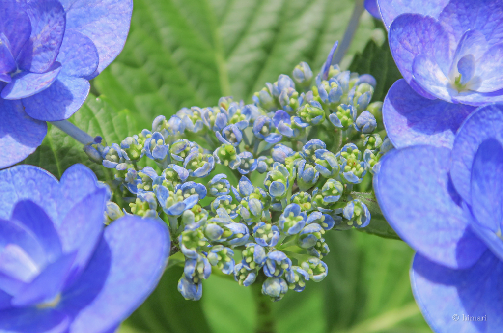 紫陽花