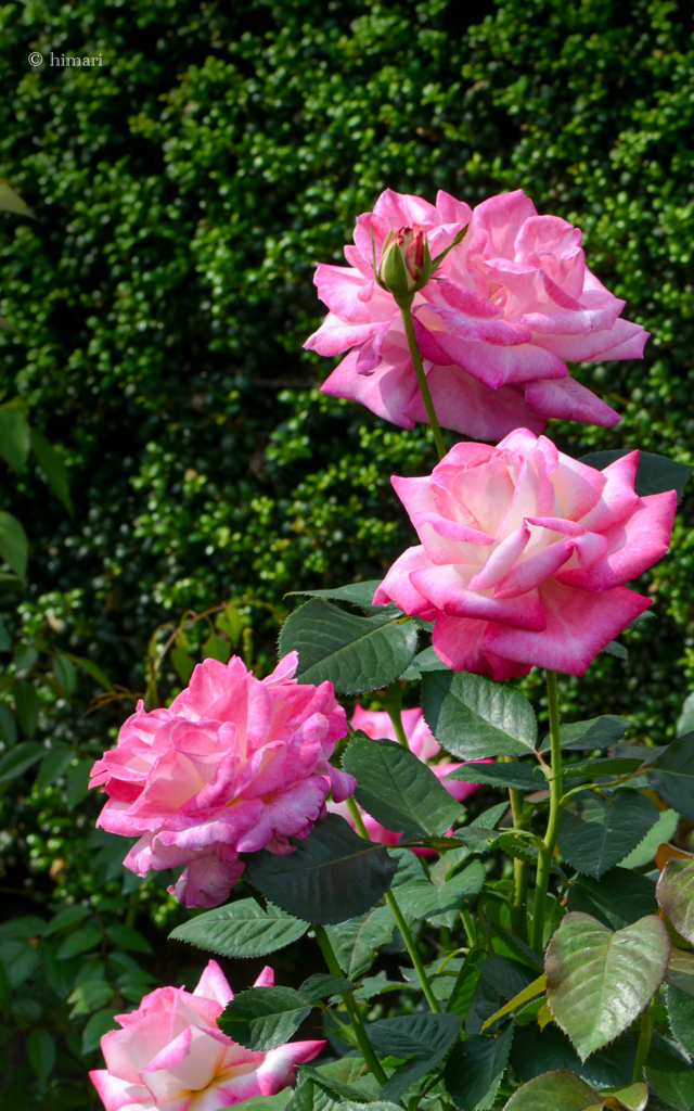 秋薔薇