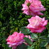 秋薔薇