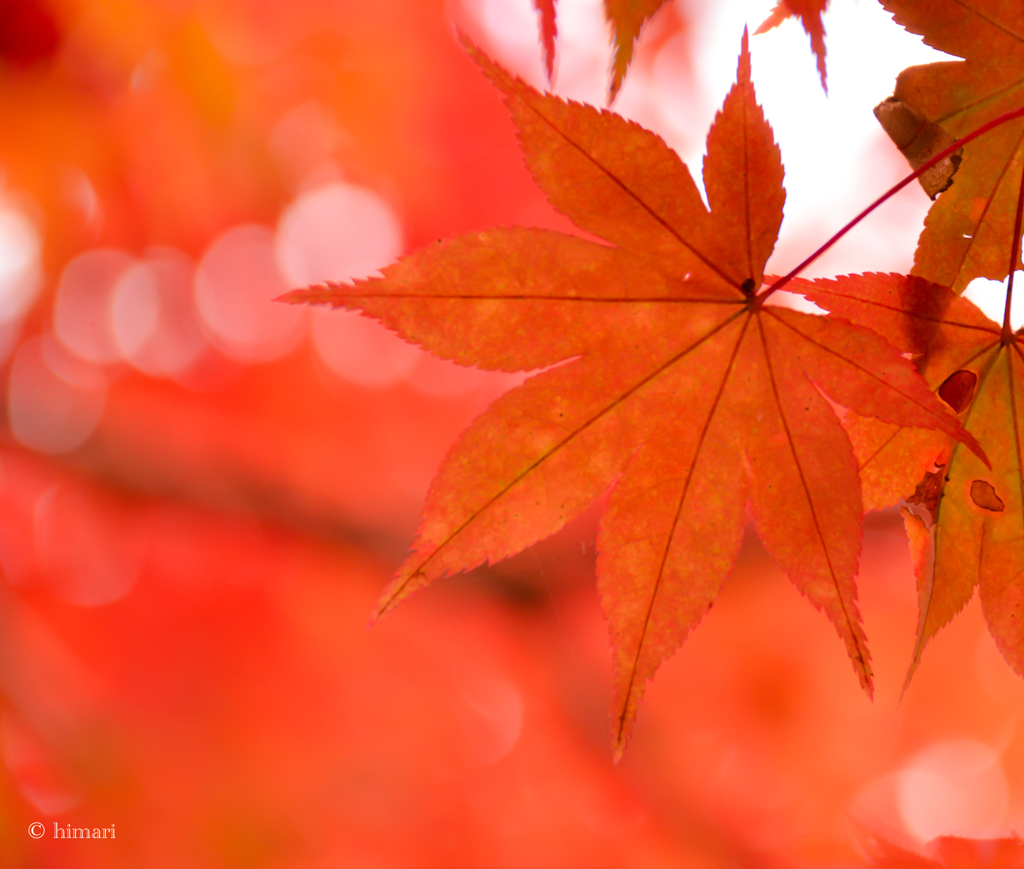 紅葉