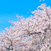 ソメイヨシノ