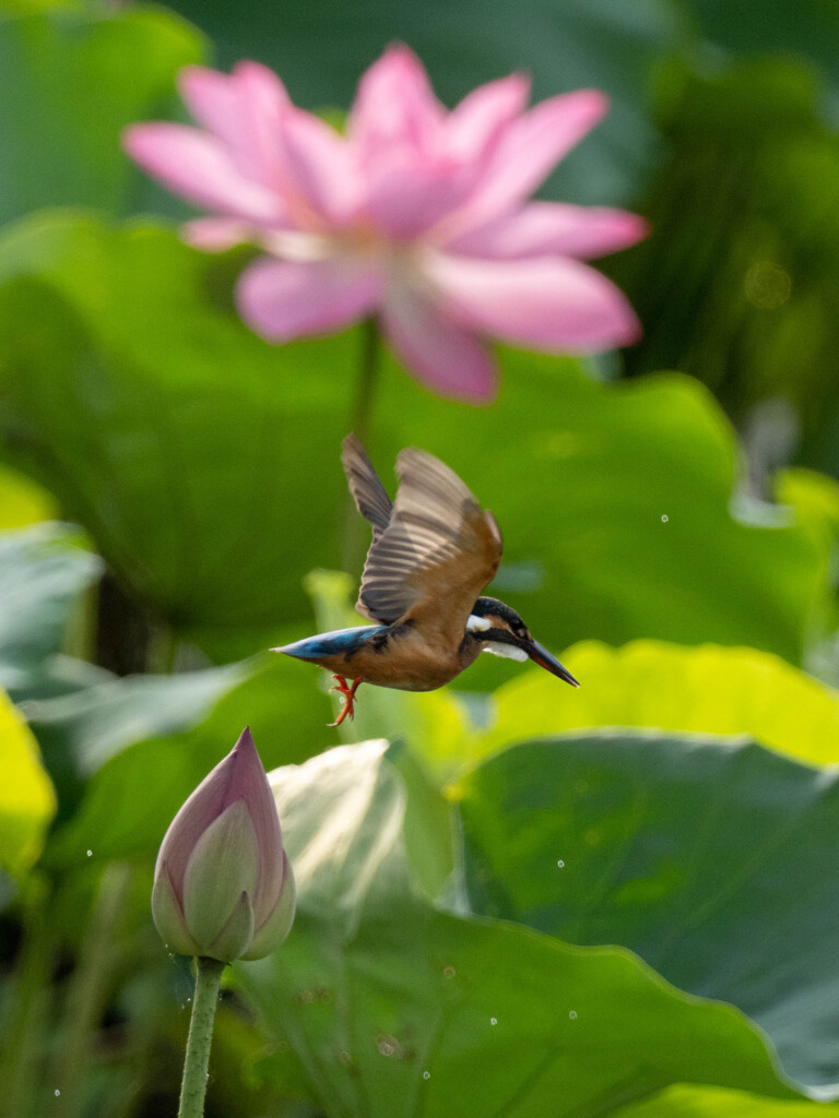 Go!