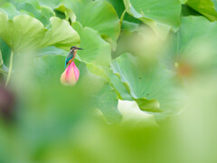 ハス池のカワセミ
