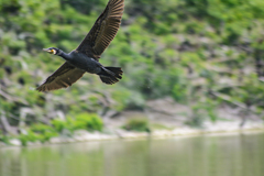 野鳥の流し撮り