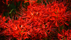 彼岸花