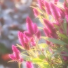 きそう
