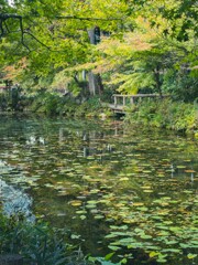 モネの池（岐阜）