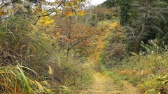 秋の高尾山（一丁平）