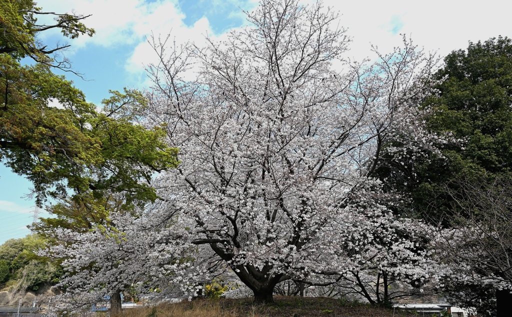 満開の桜。