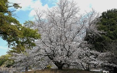 満開の桜。
