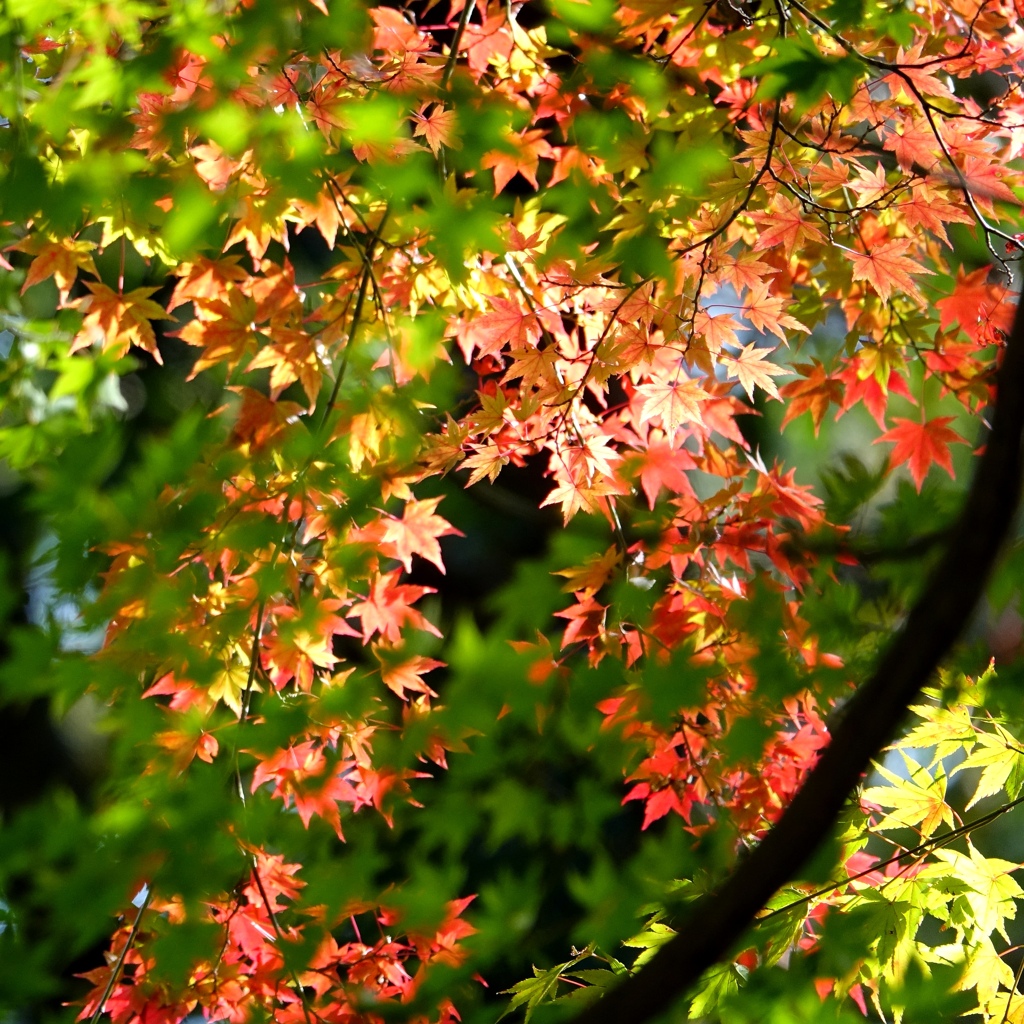 もみじ（高尾山薬王院）。