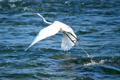 飛び立つダイサギ。