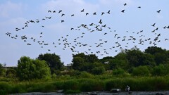 カワウの群れ。