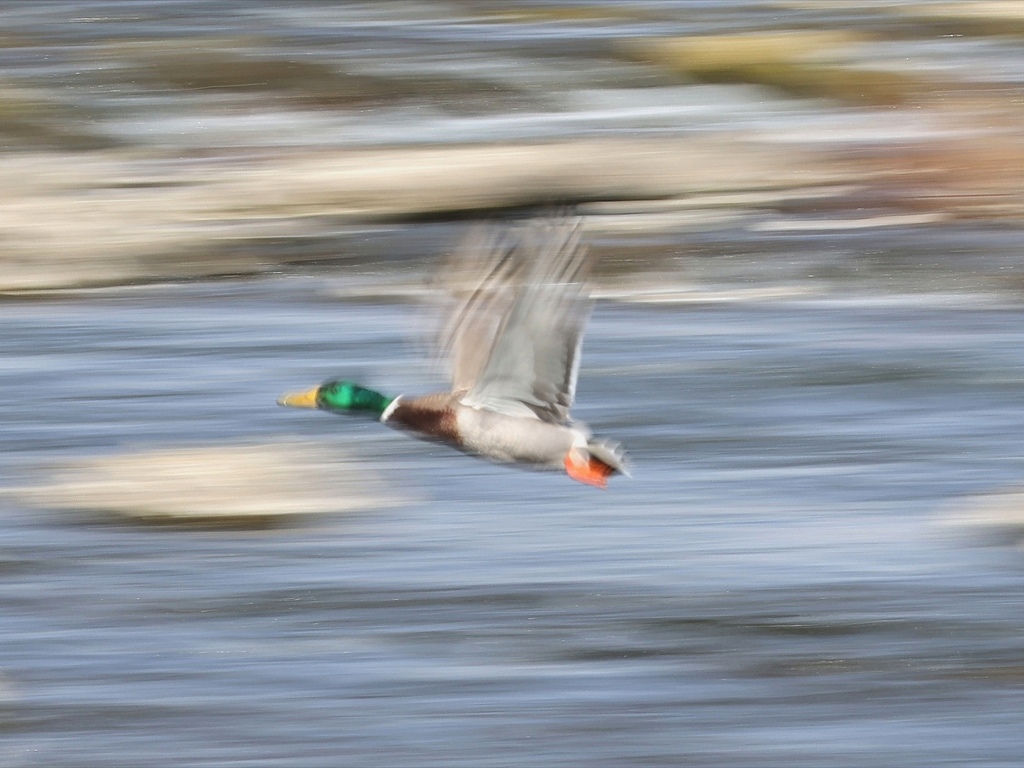 マガモの飛翔。