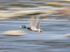 マガモの飛翔。