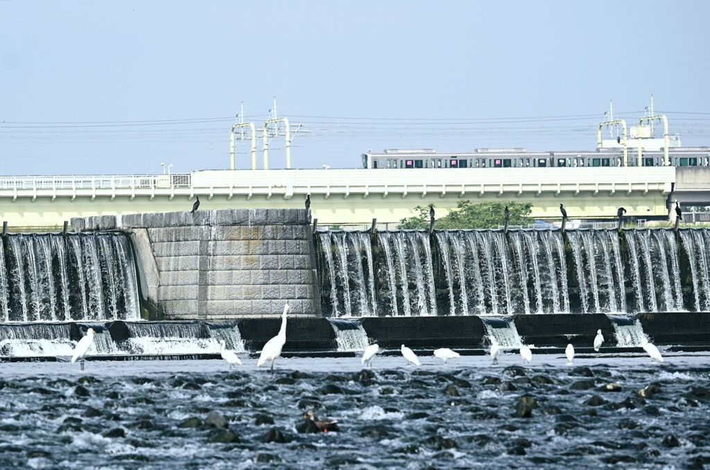 食事に集るシラサギと小田急多摩川橋梁。
