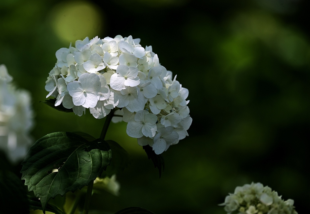 紫陽花。