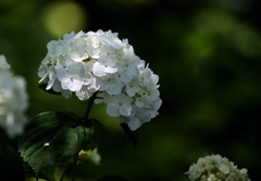 紫陽花。