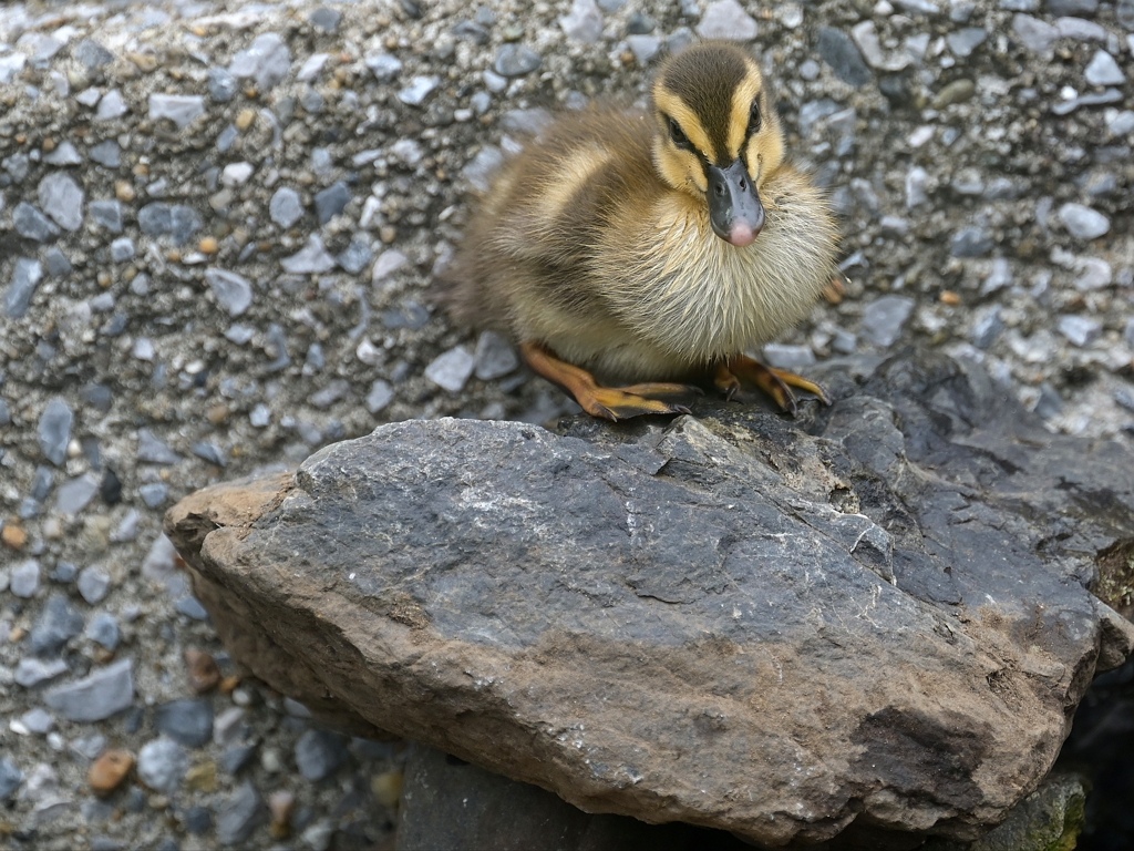 愛くるしい…コガモ。