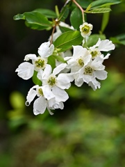 小雨に濡れる…リキュウバイ。