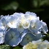 紫陽花。