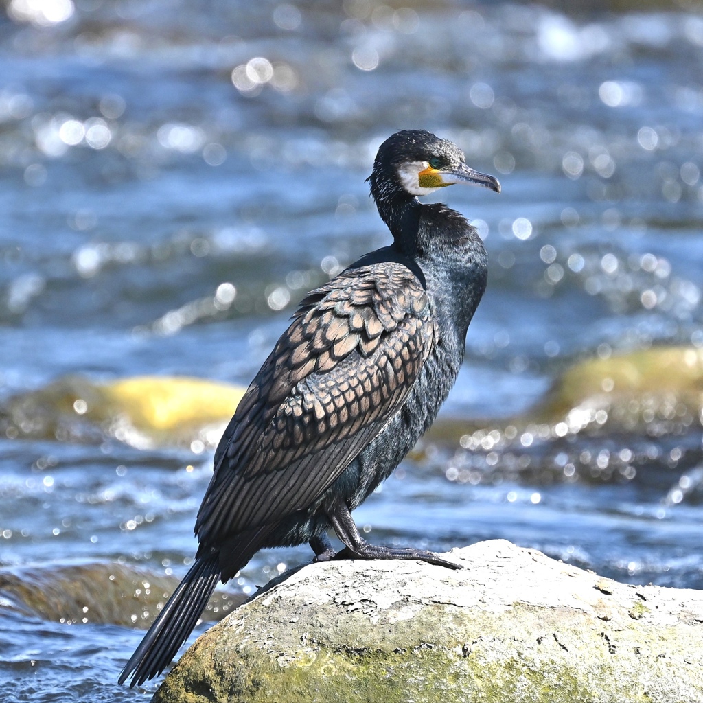 鎧のような翼をつけ、強さを見せつけるカワウ。