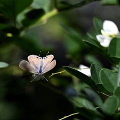 花から花へ。