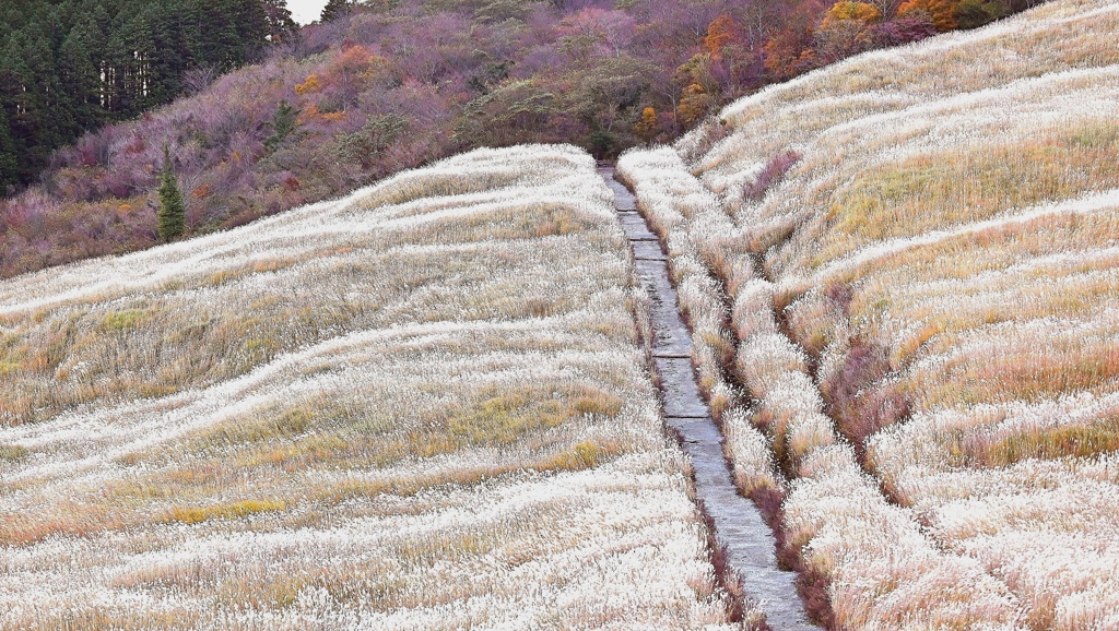早朝の仙石原すすき草原。