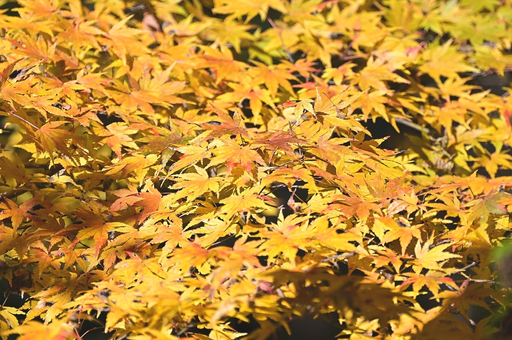 黄葉。